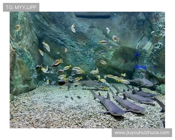 金鲨银鲨：海洋生物的奇幻世界与人类探险精神的完美结合展现